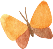 Watercolor Orange Butterfly